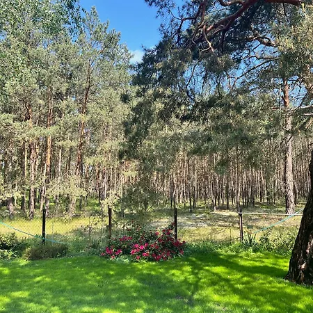 Im Wald, Am Briesener Neu Zauche