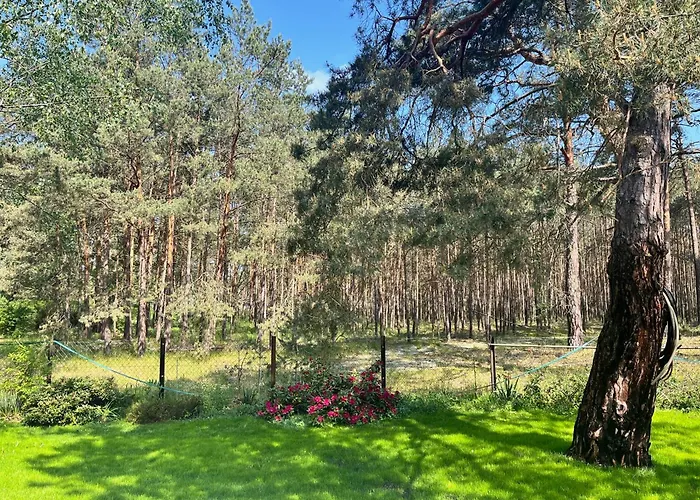 Im Wald, Am Briesener Neu Zauche